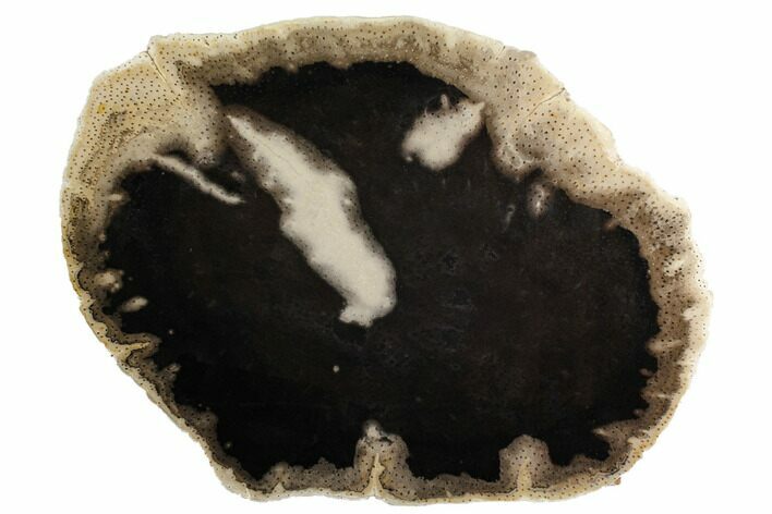 Polished Petrified Palmwood (Palmoxylon) Round - Texas #171972
